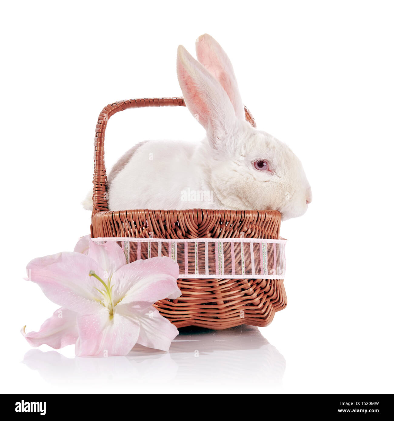 Lily wildlife Cut Out Stock Images & Pictures - Alamy