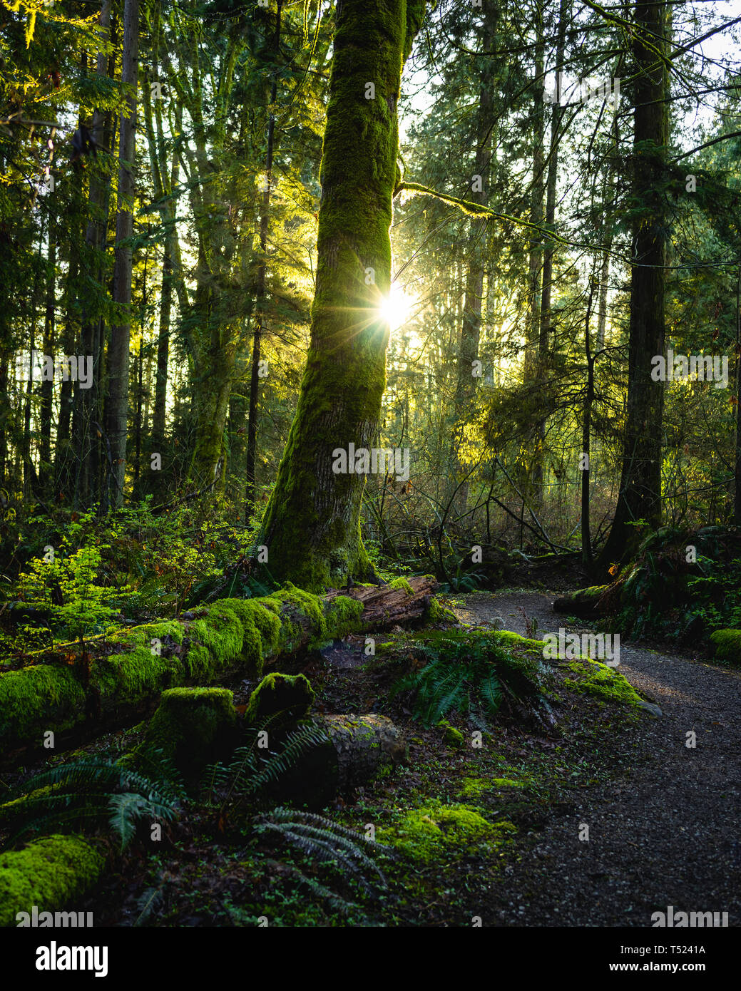 magical forest in North Vancouver Stock Photo