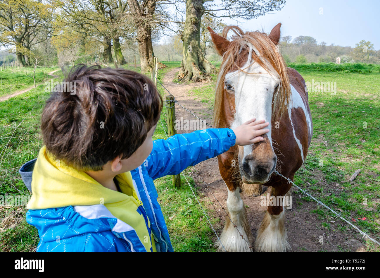 A boy strokes the nose of a horse, reaching across a barbed wire fence, Stock Photo