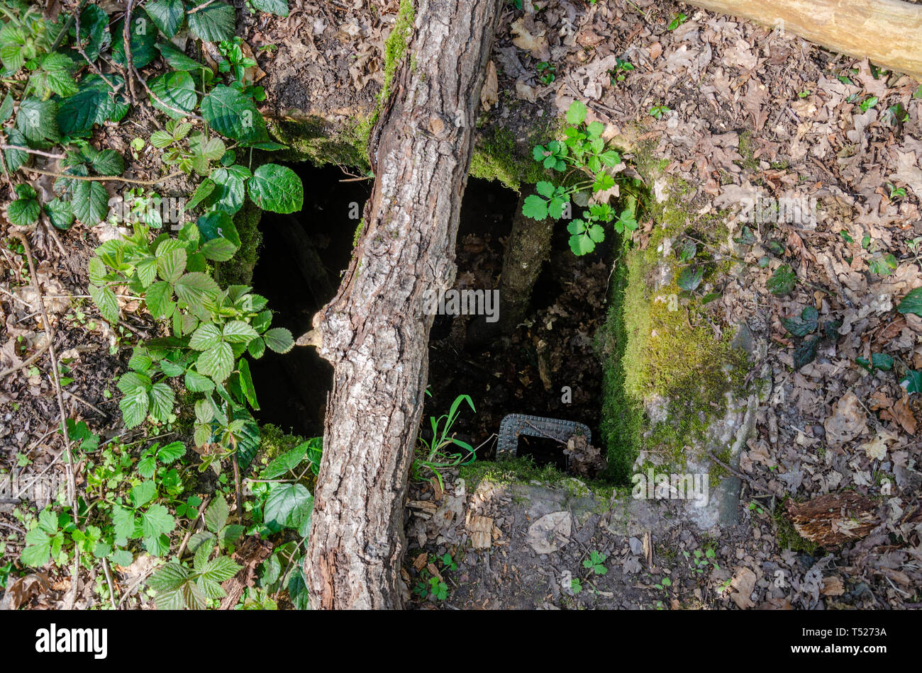 A shaft leading down to an underground bunker, a remnant from World War 2 in what is now woodland. Stock Photo