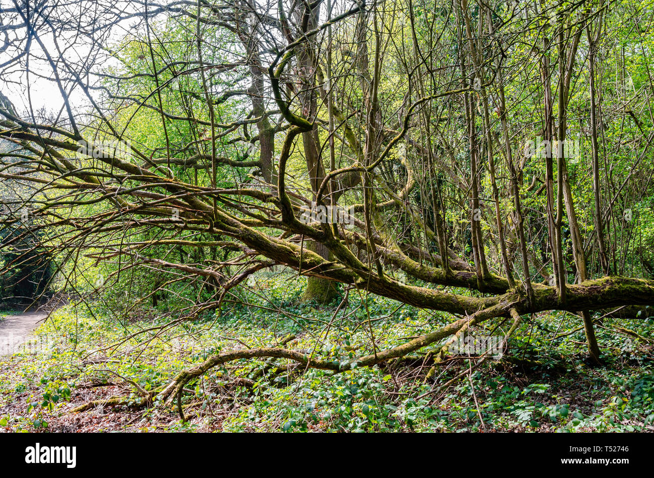 A fallen tree in woodland has branches growing vertically Stock Photo