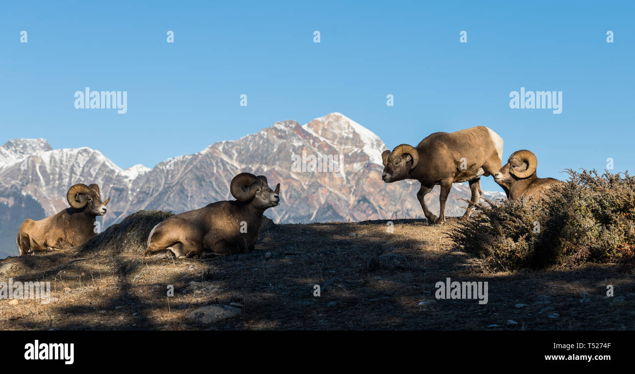 Bighorn rams in the mountains Stock Photo - Alamy