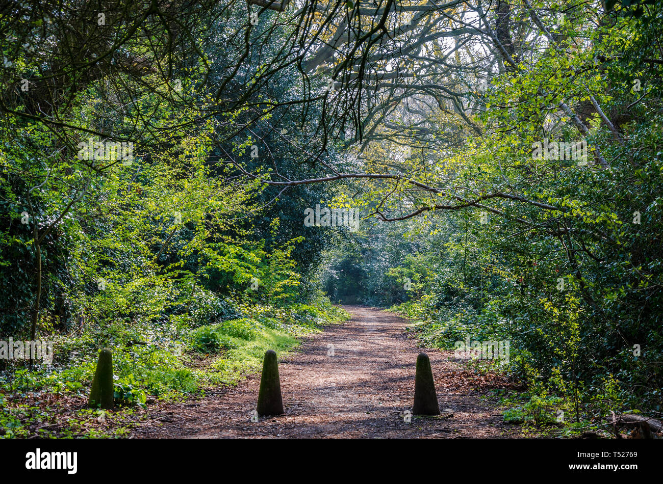 Outskirts of the woods hires stock photography and images Alamy