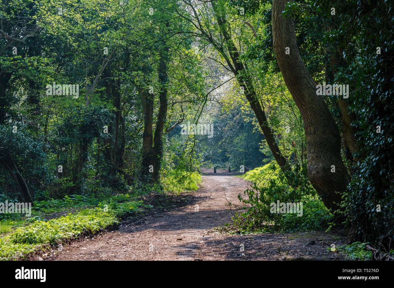 Outskirts of the woods hires stock photography and images Alamy
