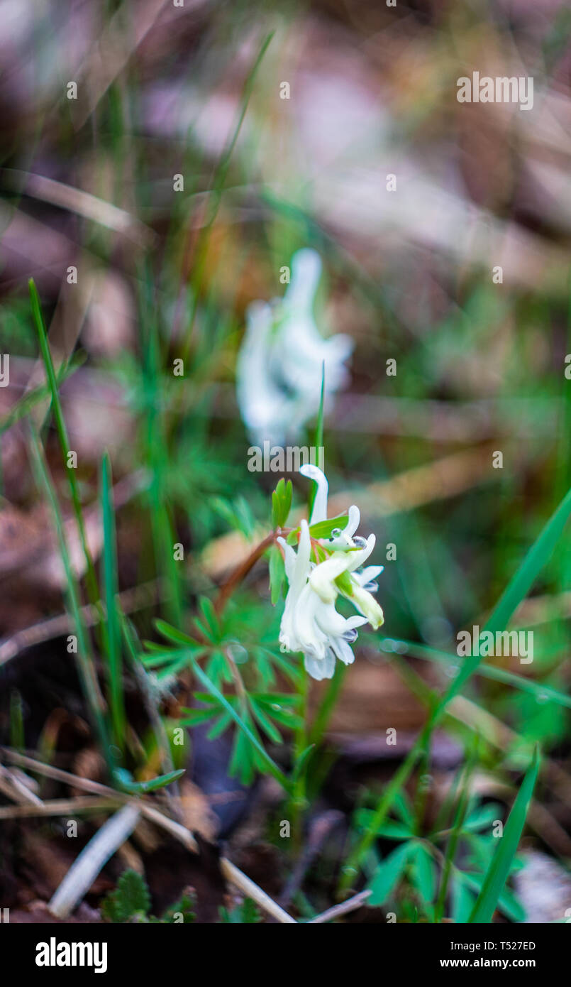 First spring flowers in the forest as a natural concept Stock Photo - Alamy