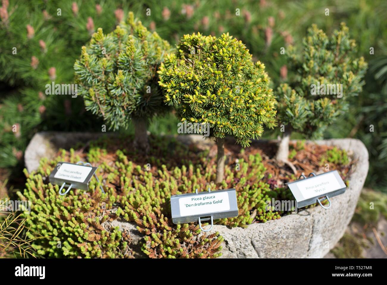 A display of bonsai trees at the Oregon Garden in Silverton, Oregon, USA. Stock Photo