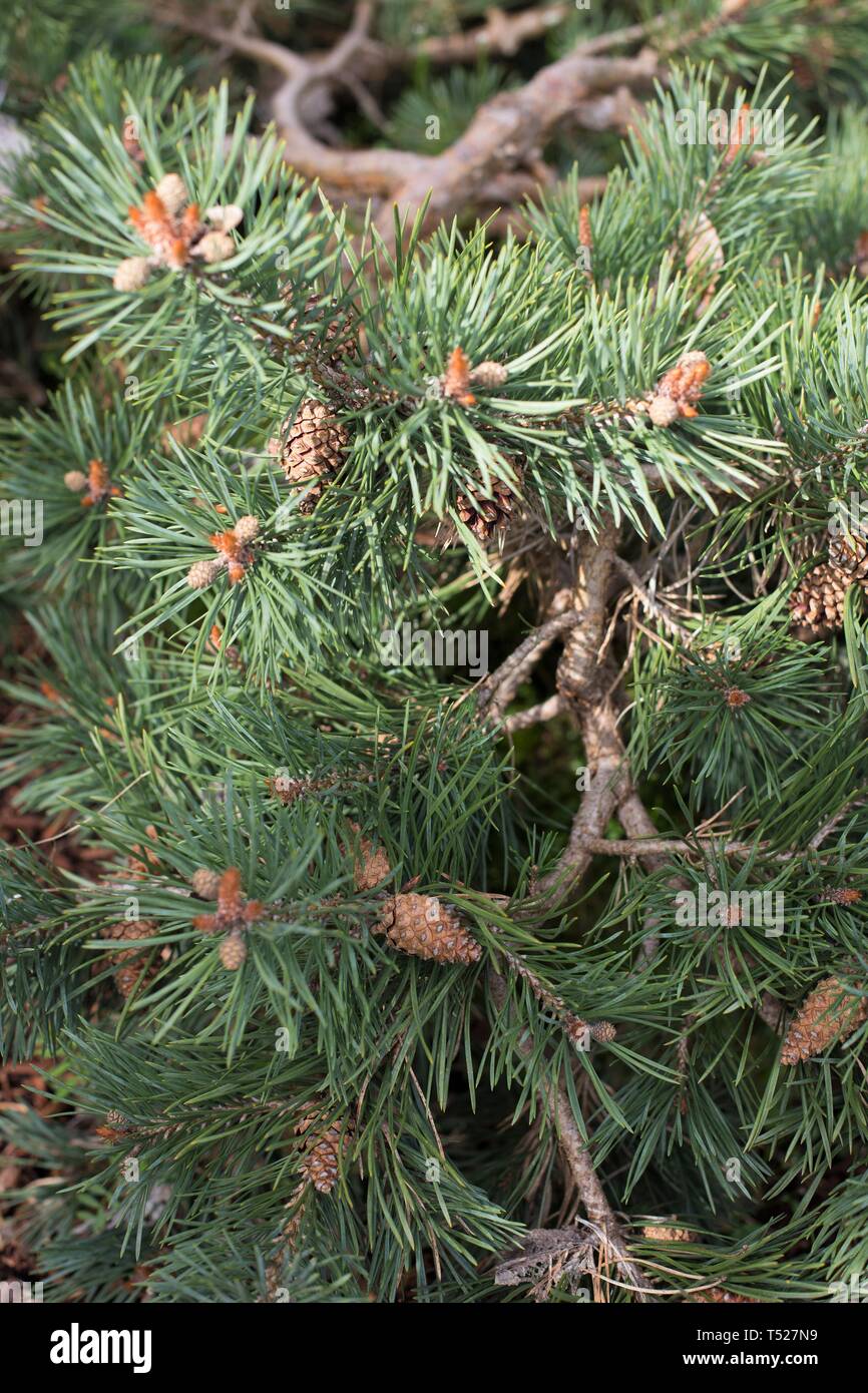 Pinus sylvestris - Scots pine - at the Oregon Garden in Silverton, Oregon, USA. Stock Photo