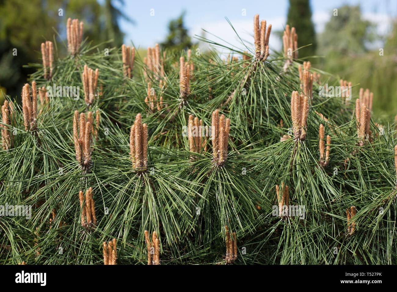 Pinus densiflora x nigra 'Pierrick Bregéon' at the Oregon Garden in Silverton, Oregon, USA. Stock Photo
