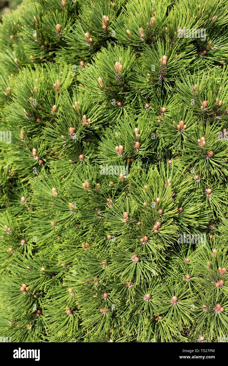 Pinus heldreichii 'Smidtii' at the Oregon Garden in Silverton, Oregon, USA. Stock Photo