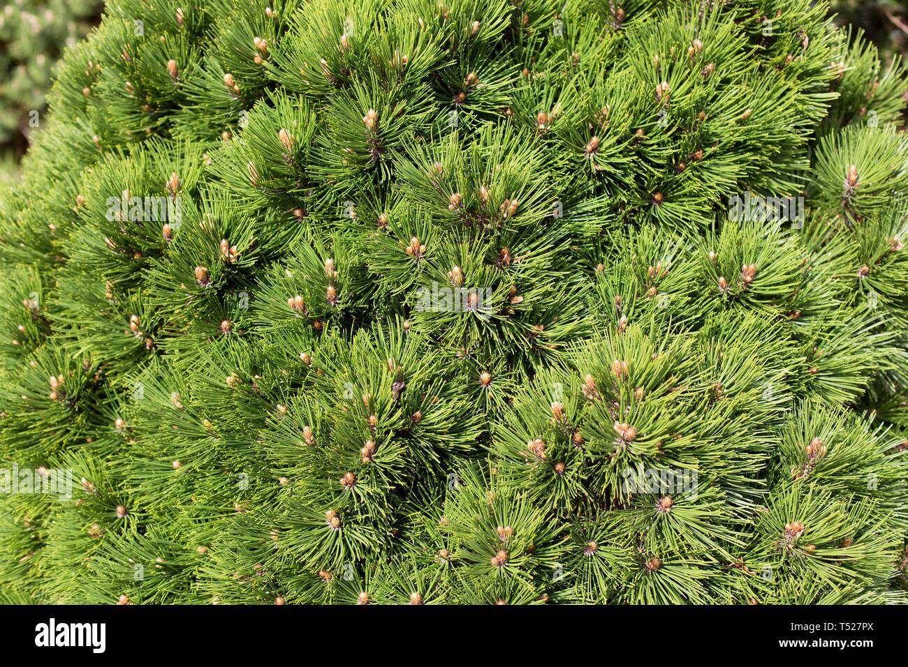 Pinus heldreichii 'Smidtii' at the Oregon Garden in Silverton, Oregon, USA  Stock Photo - Alamy