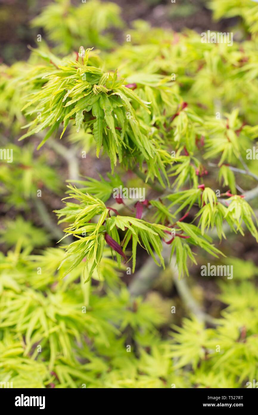 Acer palmatum ‘Mikawa yatsubusa’  at the Oregon Garden in Silverton, Oregon, USA. Stock Photo