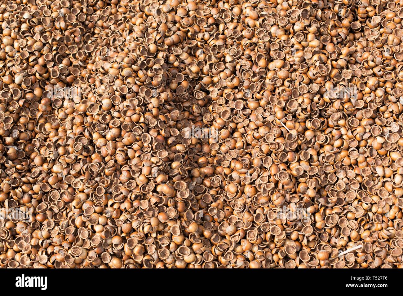 Piles of hazelnut (filbert) shells, used for ground cover at the Oregon