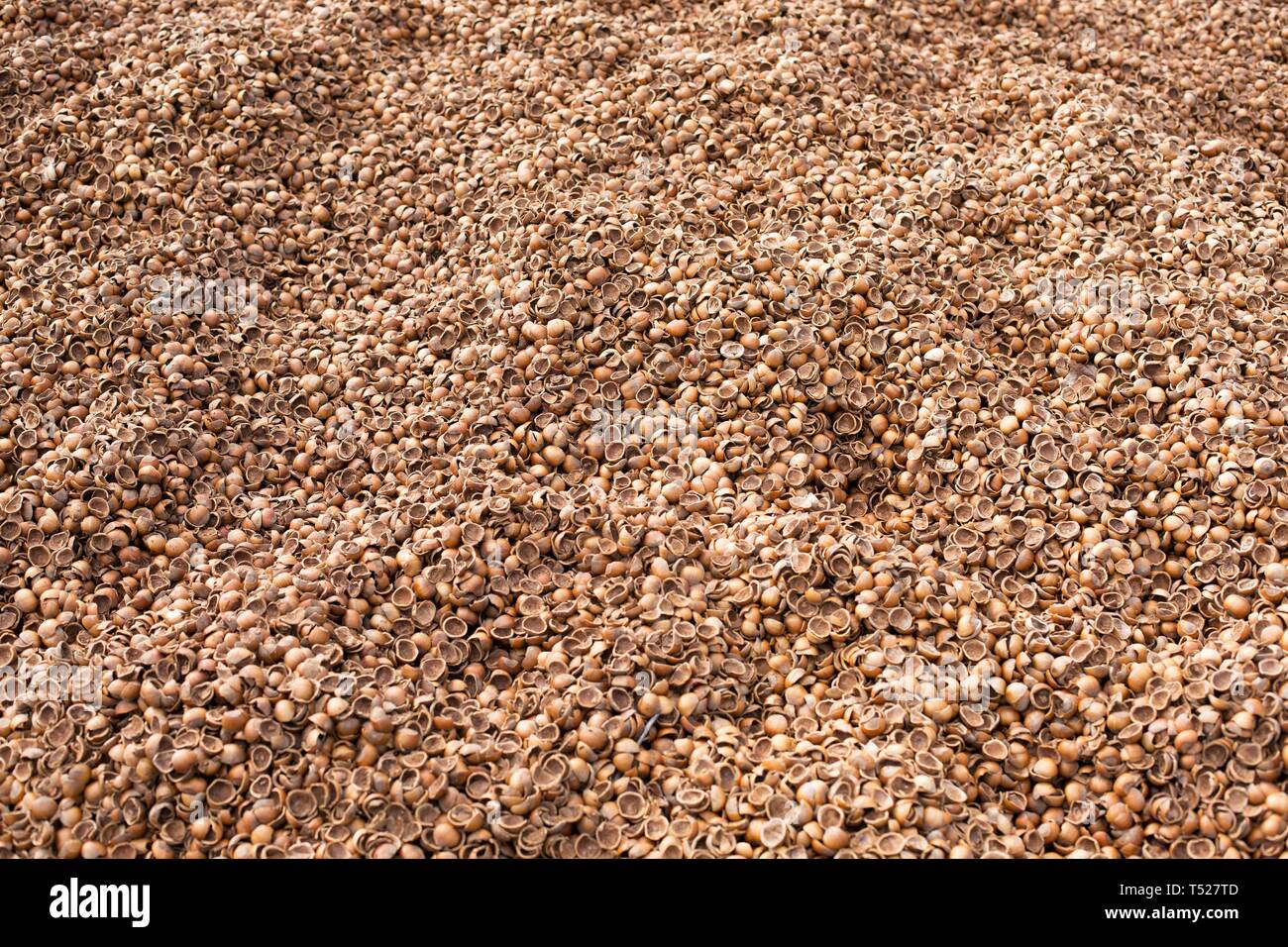Piles of hazelnut (filbert) shells, used for ground cover at the Oregon
