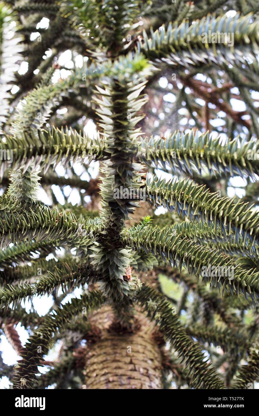 Araucaria araucana - monkey puzzle tree - at the Oregon Garden in Silverton, Oregon, USA. Stock Photo
