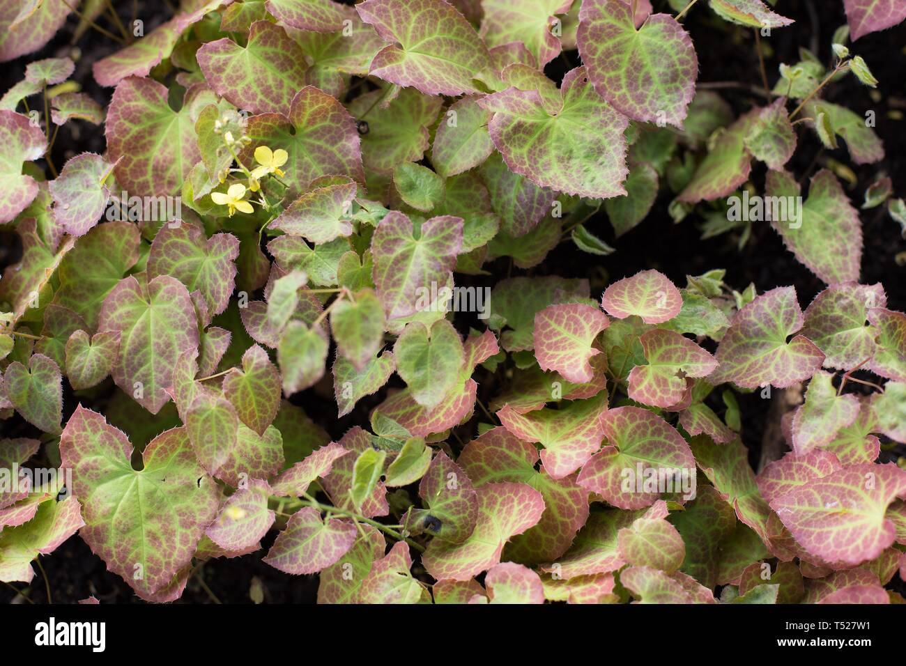 Barrenwort epimedium at the Oregon Garden in Silverton, Oregon, USA. Stock Photo