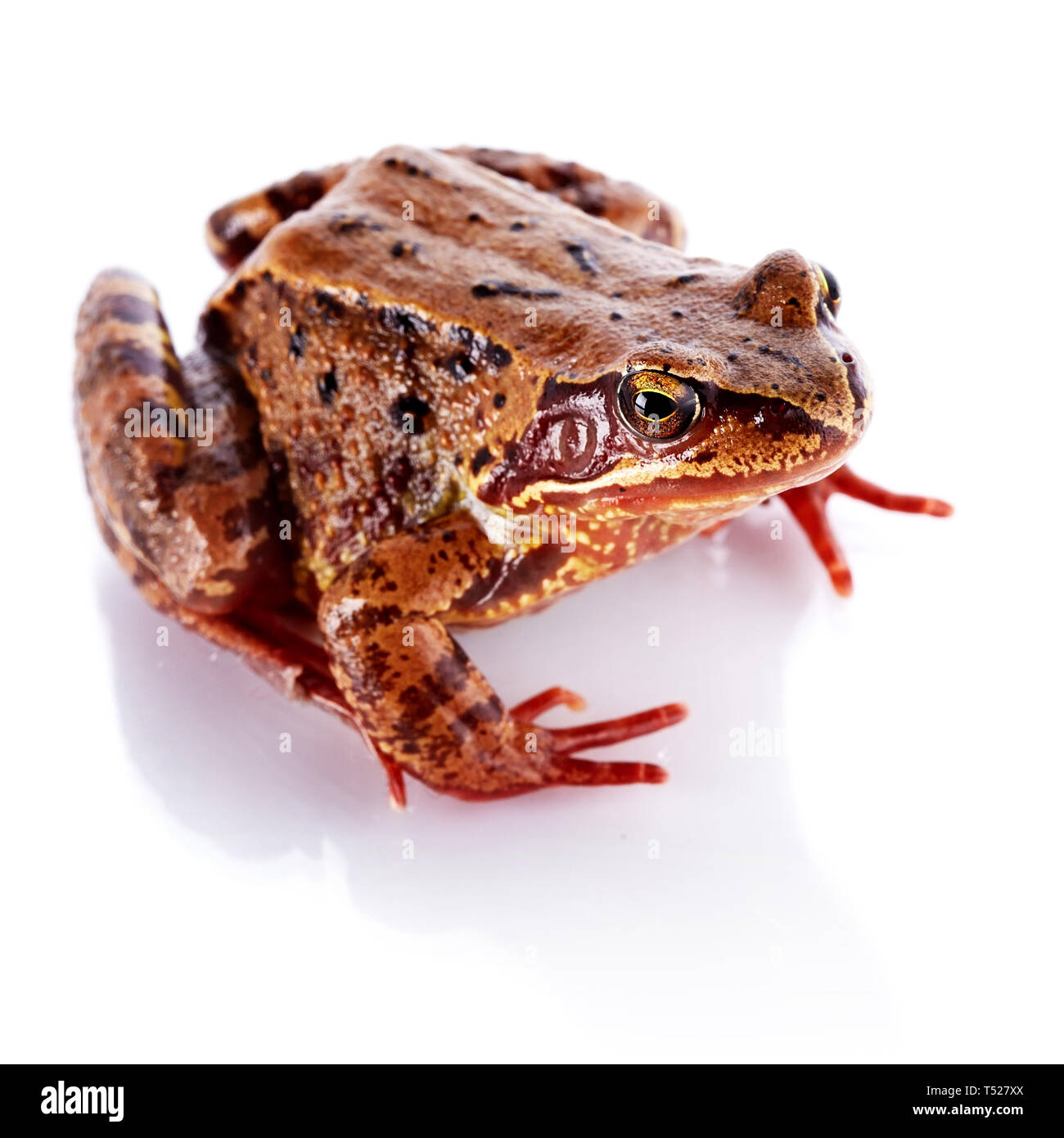 Common frog. Wet frog. Amphibian. Brown frog. Stock Photo