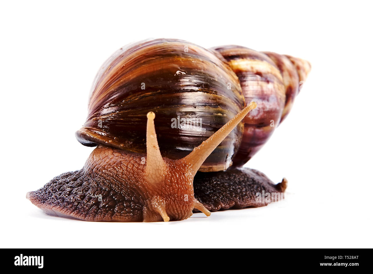 Akhatin's snail on a white background Stock Photo