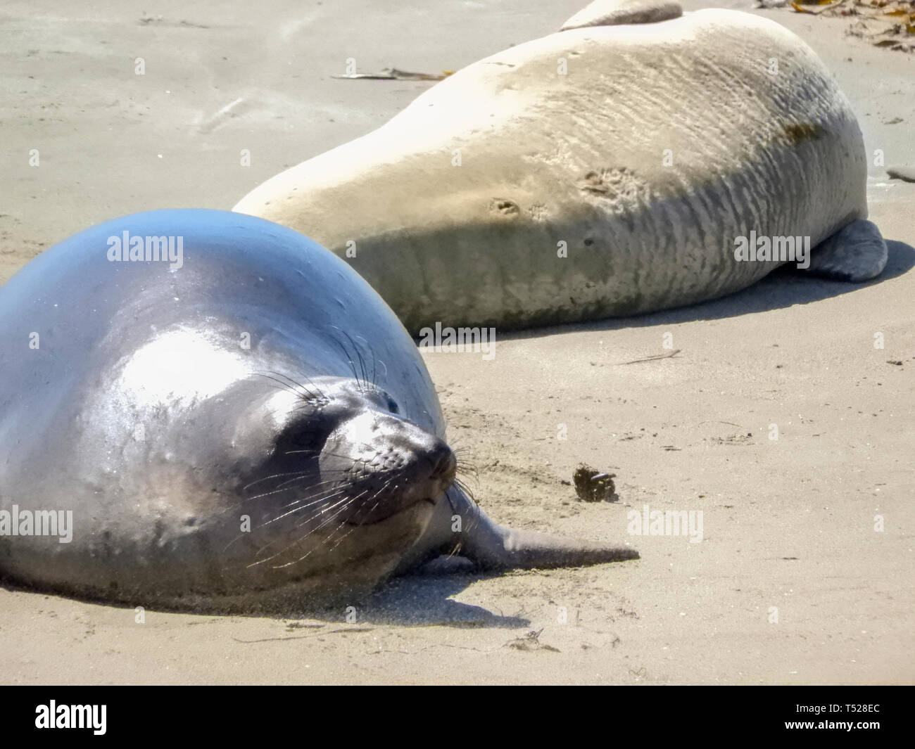 Elephant seals on beach, Closeups Stock Photo Alamy