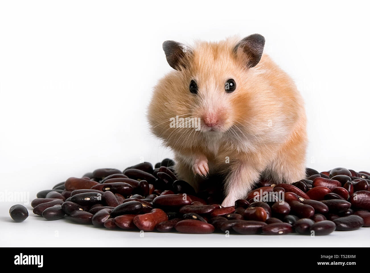 мышка с кукурузой. хомяк с едой. хомяк с едой белый фон. сирийский золотистый хомяк кормление. домашний джунгарский хомячок.