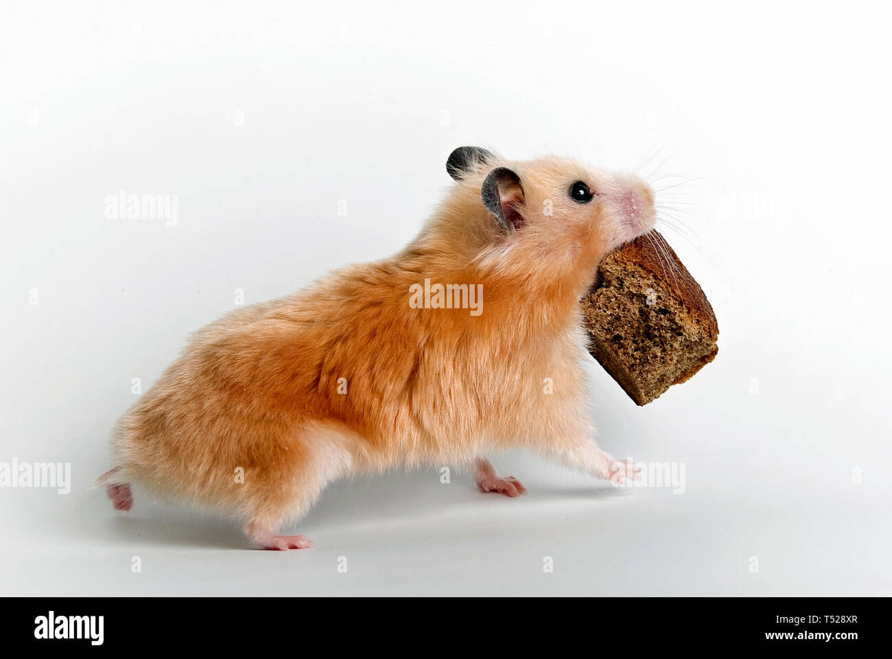 are hamsters allowed bread