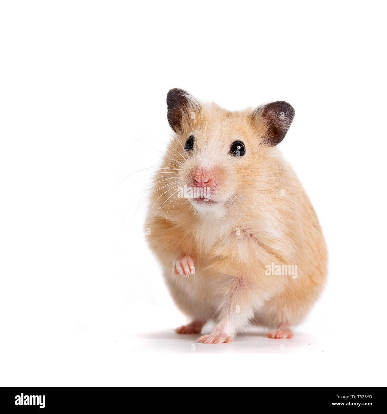 Beige hamster on a white background Stock Photo - Alamy