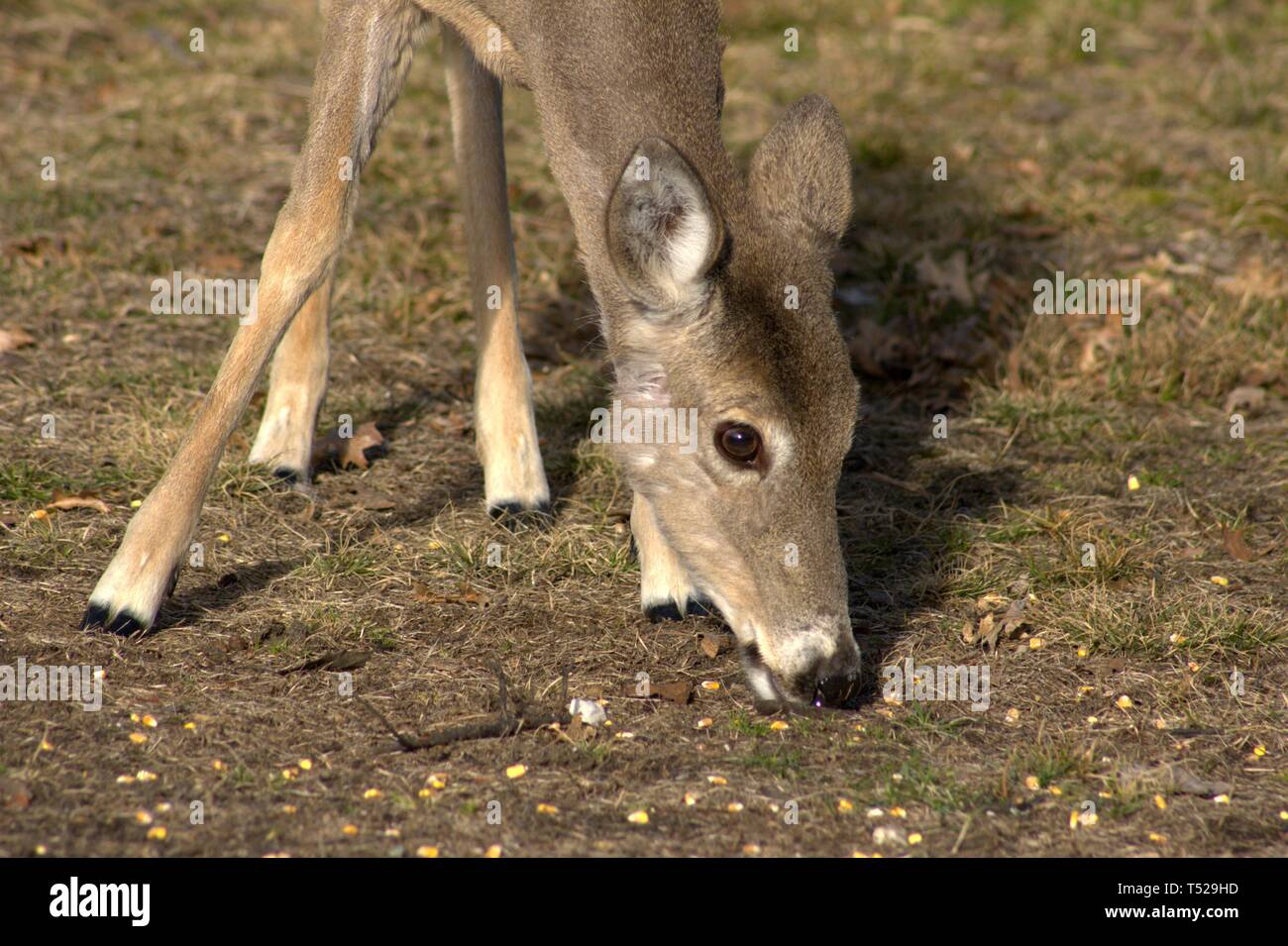 Deer eating corn hires stock photography and images Alamy