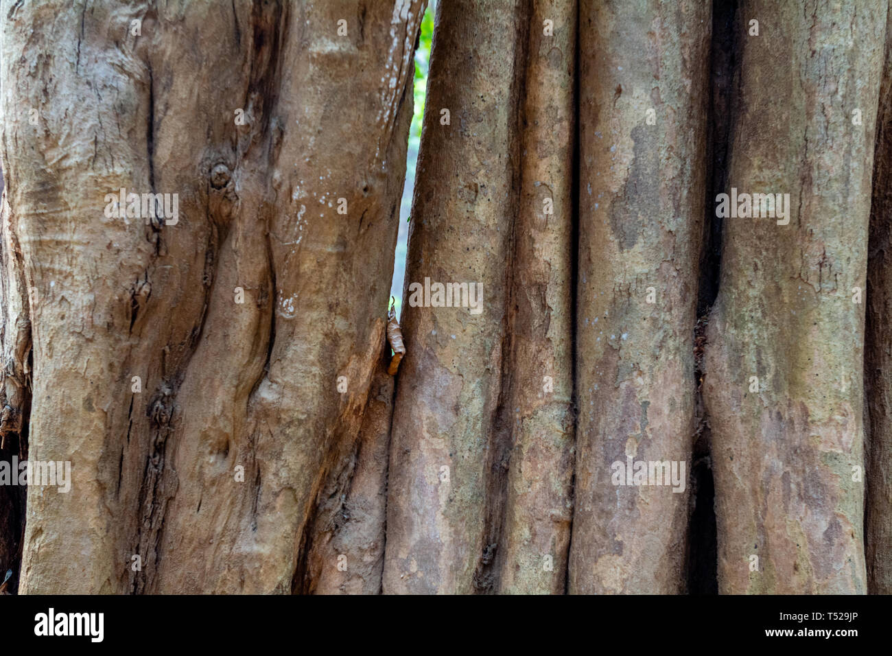 The bark of Alangium salviifolium, sage-leaved alangium- texture or background copyspace Stock Photo