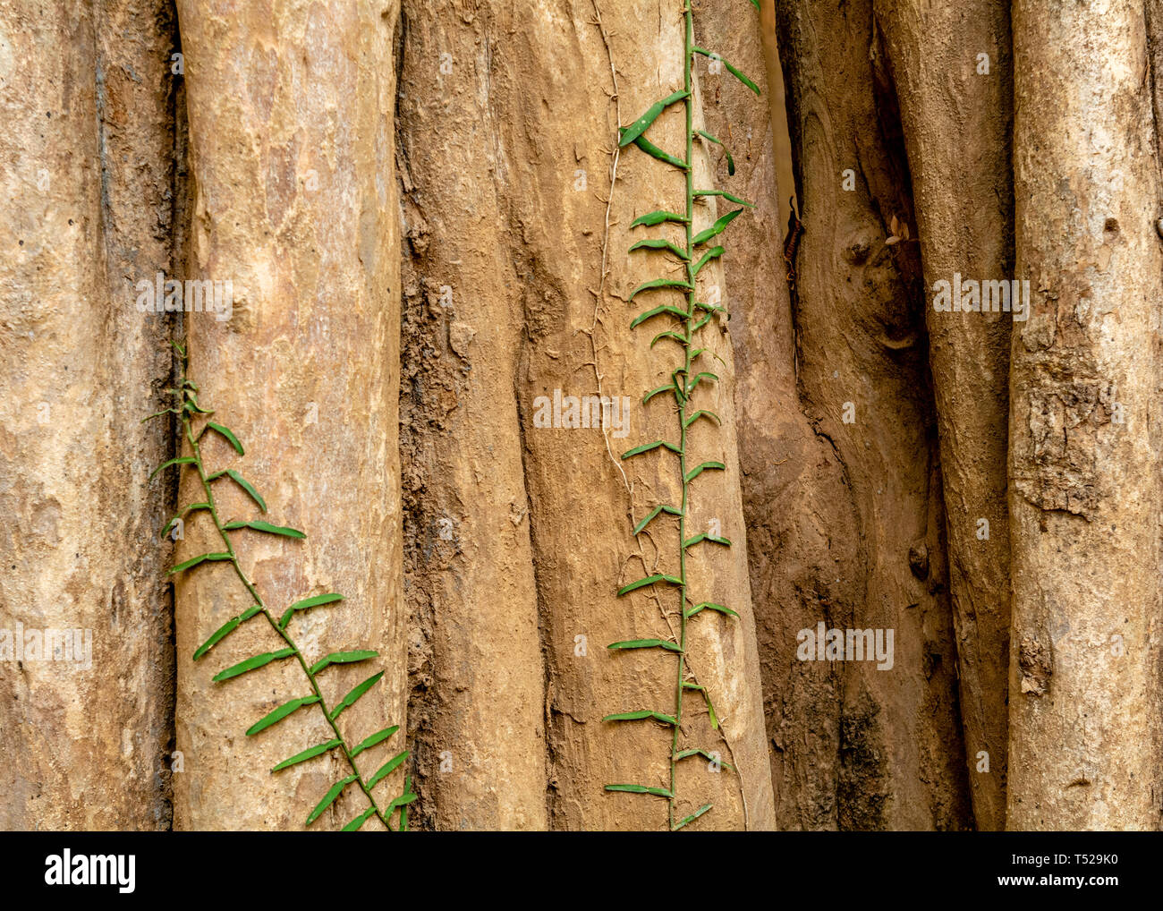 The bark of Alangium salviifolium, the sage-leaved tree, background and texture, copy space Stock Photo