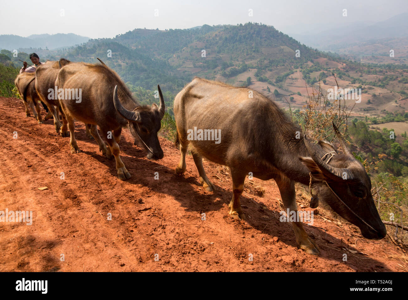 Shan woman walking with some water buffalo on a track near Shan State, Photo Alamy
