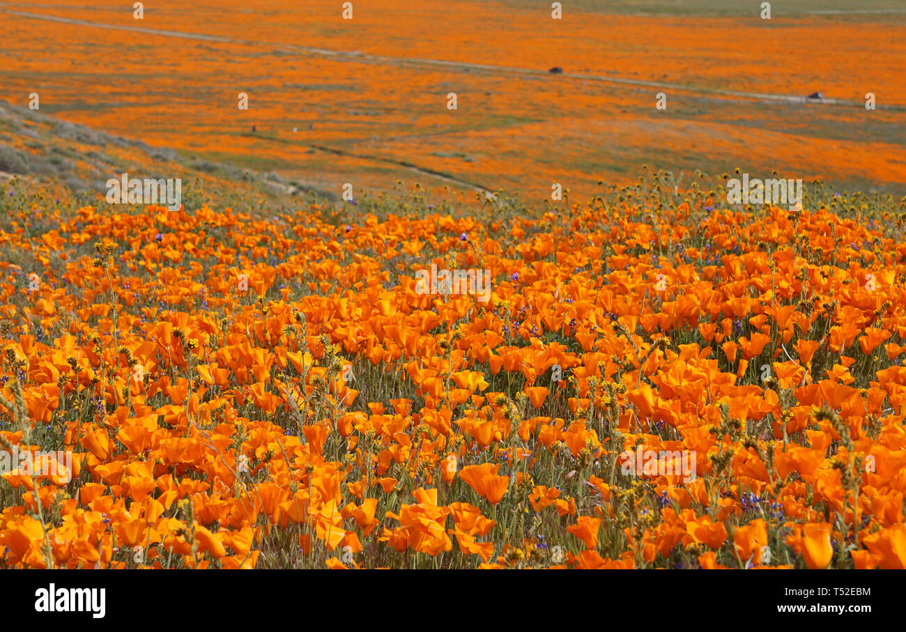 Orange Poppies.  Eschscholzia californica.  Super Bloom, Antelope Valley Poppy Reserve State Park, California, USA. Stock Photo