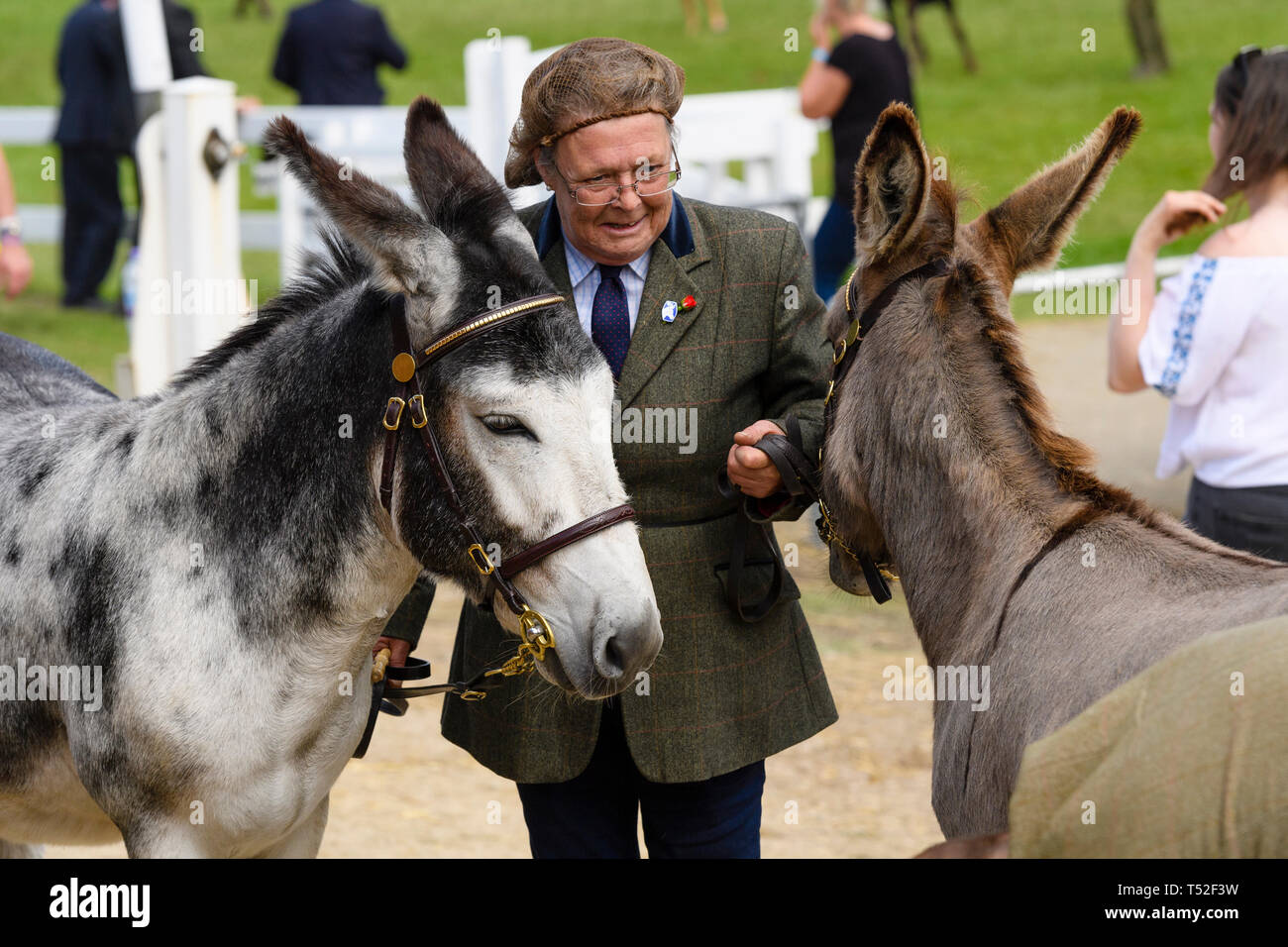 Female handler or entrant (tweed riding jacket & hairnet) holding reins of 2 donkeys before equestrian completion - Great Yorkshire Show, England, UK. Stock Photo