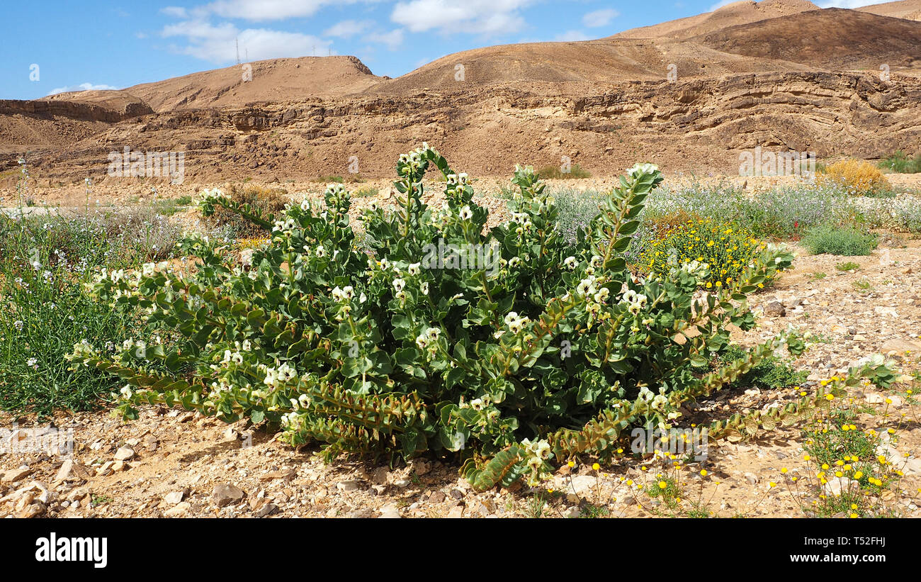 Israeli Negev desert blooming in winter. Plants in the Negev Desert. Stock Photo