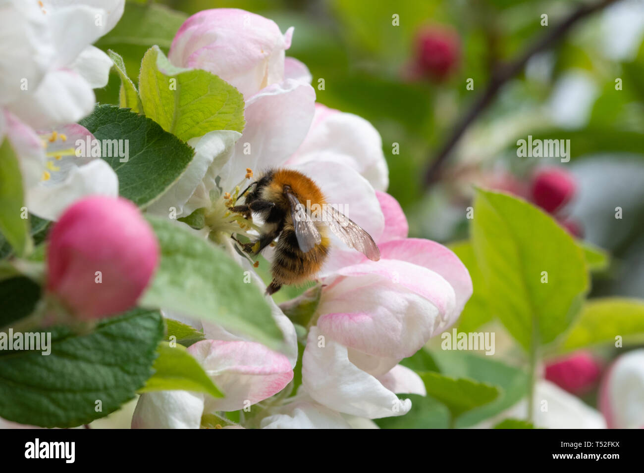 Honeybee collecting nectar and pollen from apple blossom during spring (April), UK. Fruit tree pollination. Stock Photo