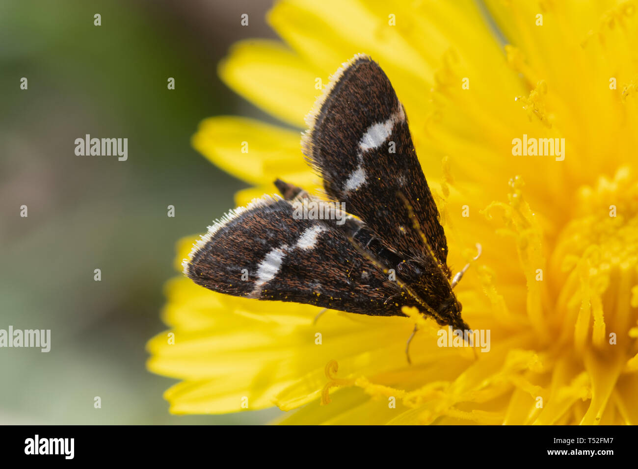 Close-up of a small moth, Pyrausta nigrata, on a dandelion, UK Stock Photo