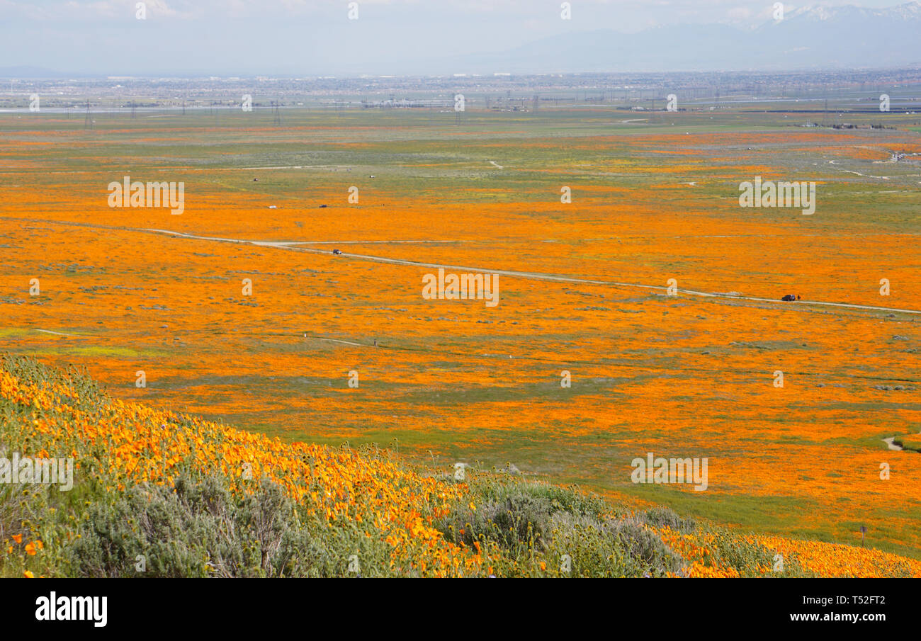 Orange Poppies.  Eschscholzia californica.  Yellow goldenfields.  Lasthenia californica.Super Bloom, Antelope Valley Poppy Reserve, California, USA. Stock Photo