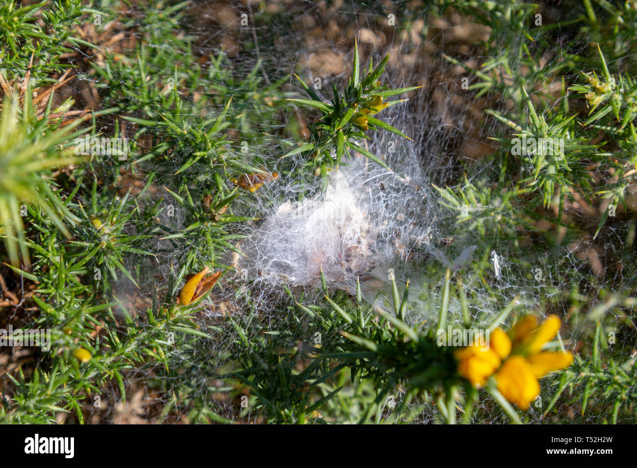 The web of a funnel web spider in a gorse bush in Newport, Pembrokeshire Coast National Park, Wales. Stock Photo