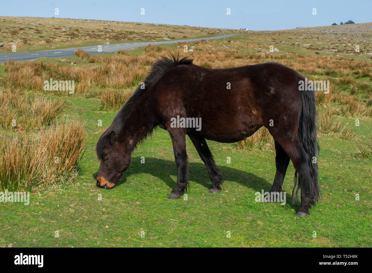 Dark Brown Dartmoor Pony Stock Photo Alamy