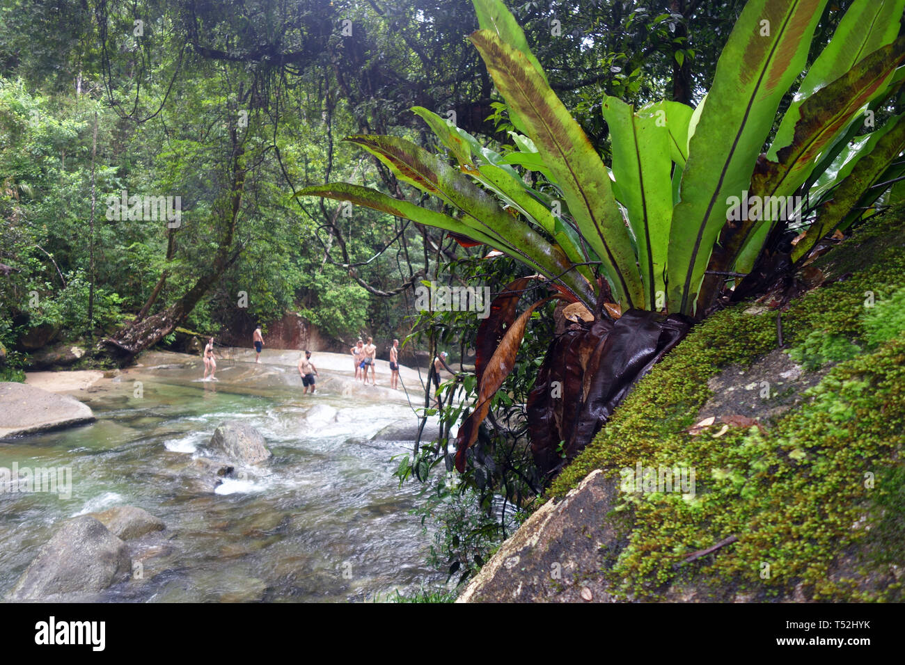 People amongst rainforest at Josephine Falls, Wooroonooran National Park, Wet Tropics World Heritage Area, Queensland, Australia. No MR Stock Photo