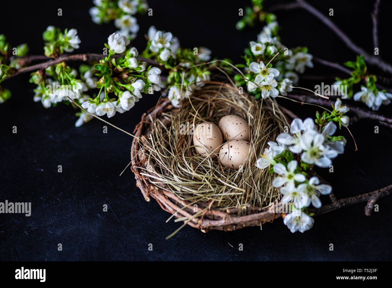 Easter card concept with nest full of eggs and blooming cherry on black ...