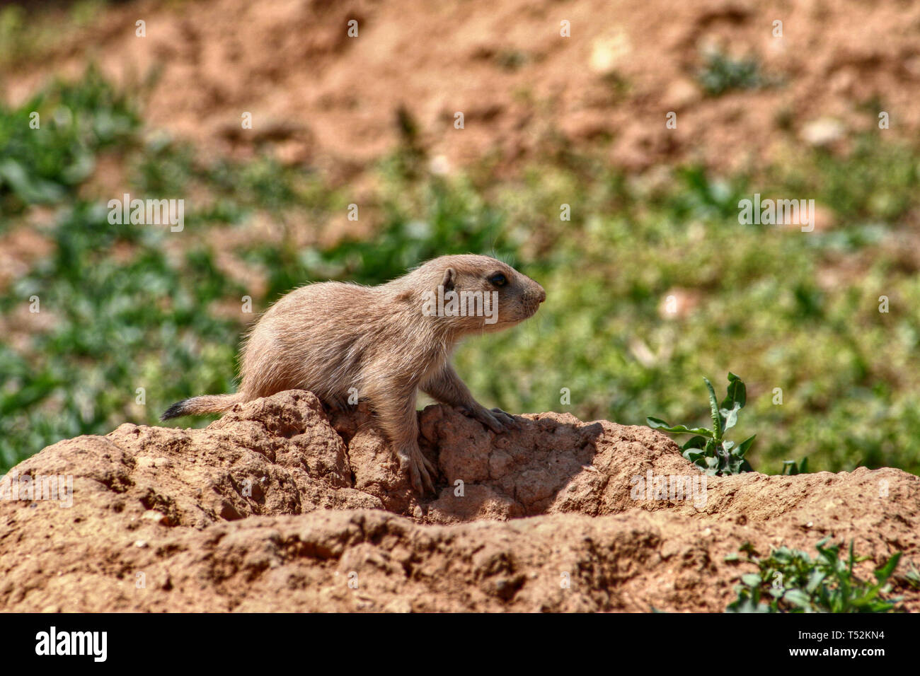 do prairie dogs make noise