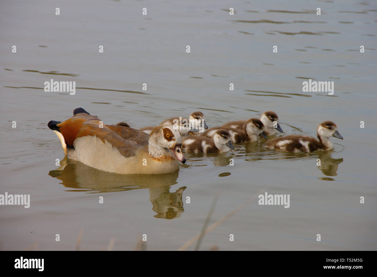 Large native goose species hi-res stock photography and images - Alamy
