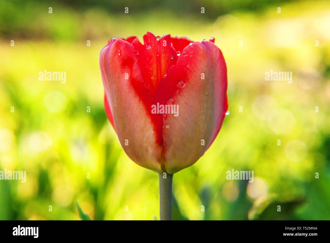 Flower Red Tulip Start To Bloom Buds Inspirational Natural Floral