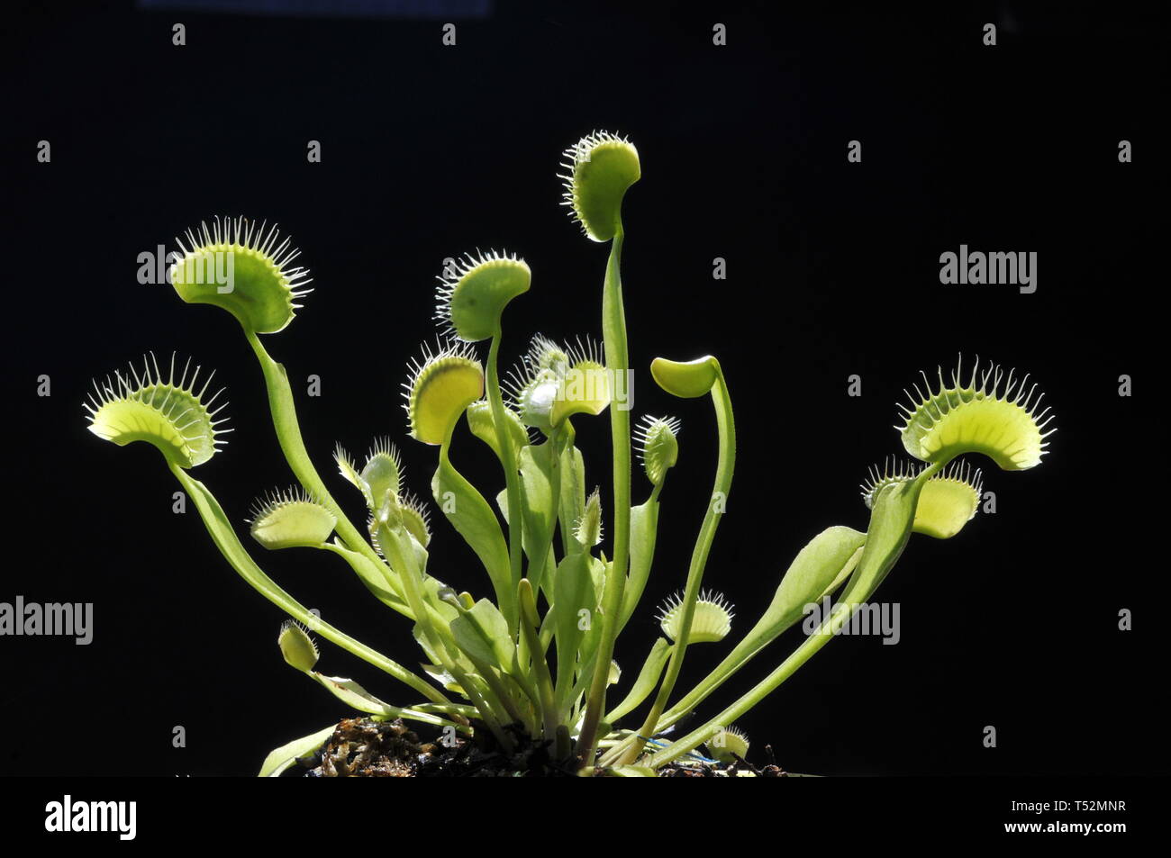 Venus flytrap, Dionaea muscipula Stock Photo