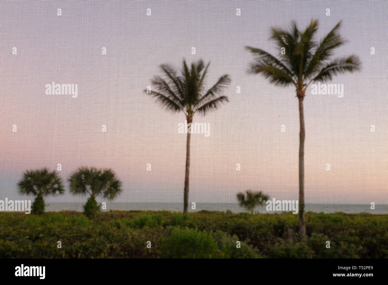 USA, Florida, Sanibel Island, palm trees seen through a screened window with the Gulf of Mexico in the background Stock Photo