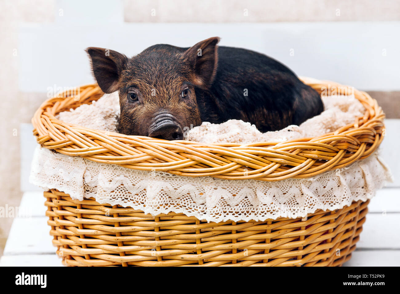 One black pigs of Vietnamese breed sits in a wicker basket. Cute little