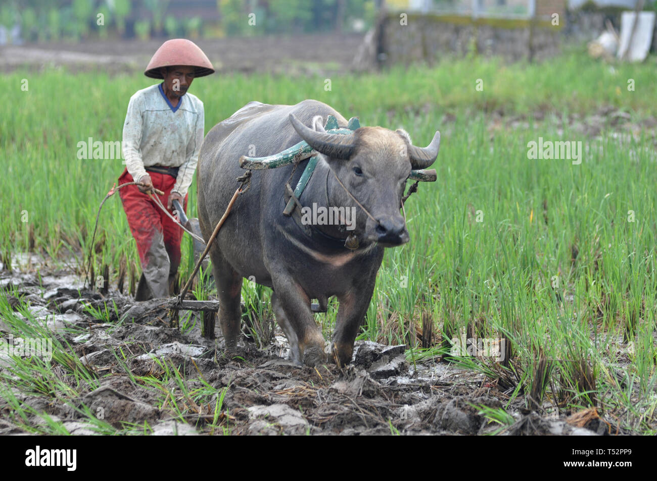 Ciamis Indonesia April 14 2019 Farmers Plow Fields Using Buffalo In Ciamis West Java Indonesia Stock Photo Alamy