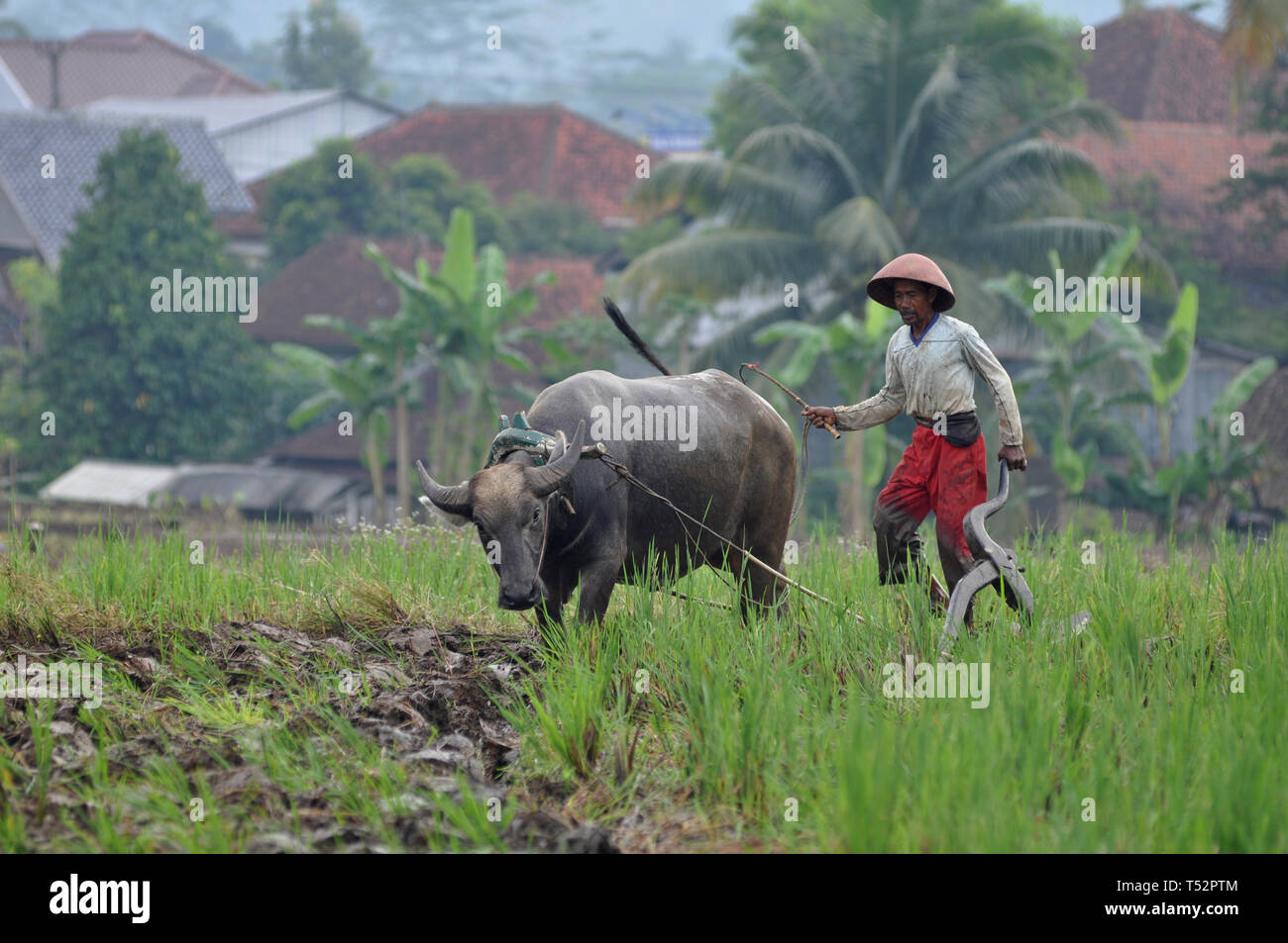 Ciamis Indonesia April 14 2019 Farmers Plow Fields Using Buffalo In Ciamis West Java Indonesia Stock Photo Alamy
