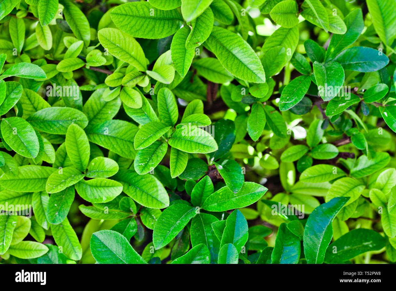 Green leaves pattern background. Natural background and wallpaper Stock ...