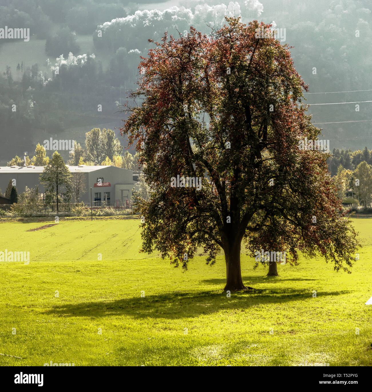Fall colours pear tree hi-res stock photography and images - Alamy