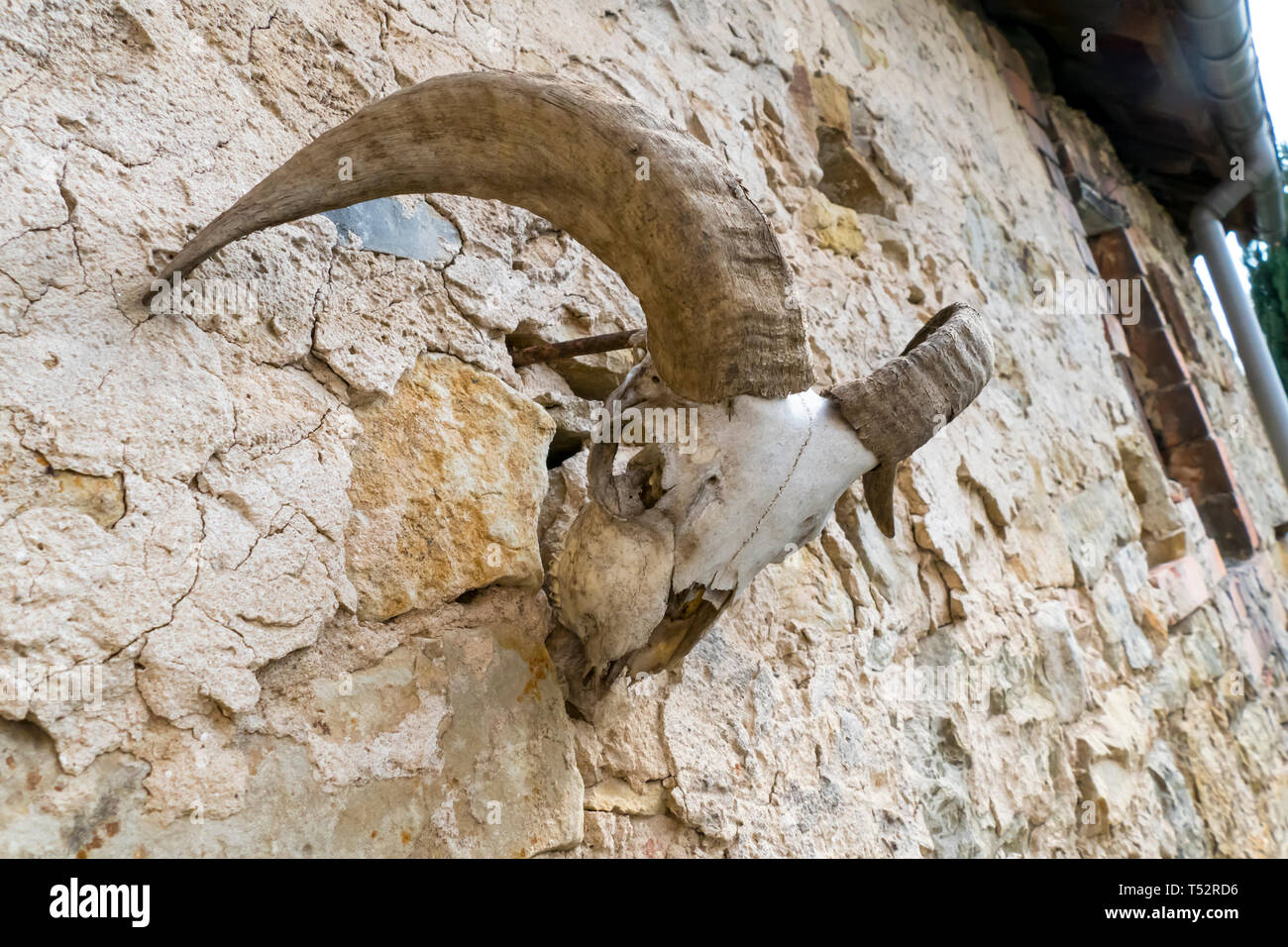 Schädel, skelett einer Ziege, mit großen, gebogenen Hörner, hängt an einer Mauer Stock Photo